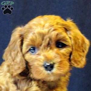 Al, Cavapoo Puppy