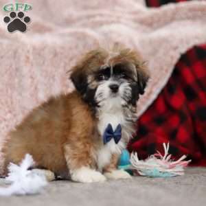 Albert, Lhasa Apso Puppy