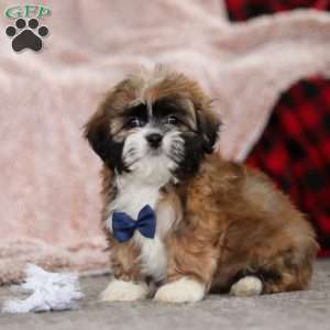 Albert, Lhasa Apso Puppy