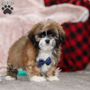 Albert, Lhasa Apso Puppy