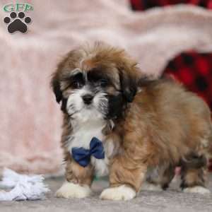 Albert, Lhasa Apso Puppy