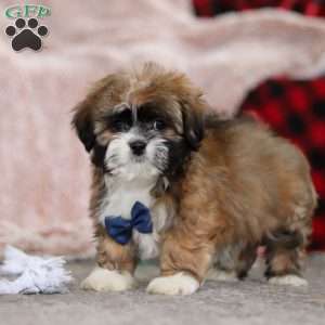 Albert, Lhasa Apso Puppy