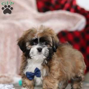 Albert, Lhasa Apso Puppy