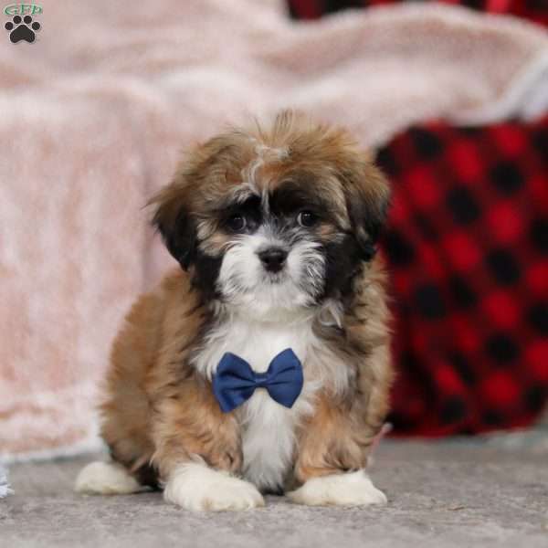 Albert, Lhasa Apso Puppy