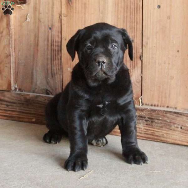 Alice, Cane Corso Puppy