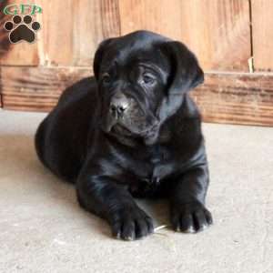 Alice, Cane Corso Puppy