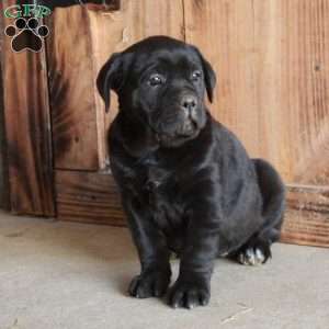 Alice, Cane Corso Puppy