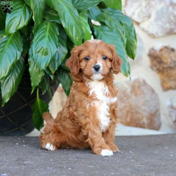 Alice, Cavapoo Puppy