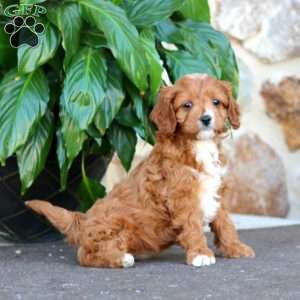 Alice, Cavapoo Puppy