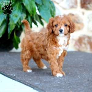 Alice, Cavapoo Puppy