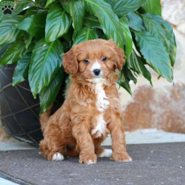 Alisha, Cavapoo Puppy