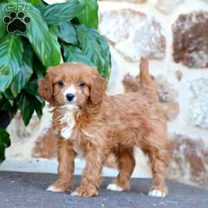 Alisha, Cavapoo Puppy