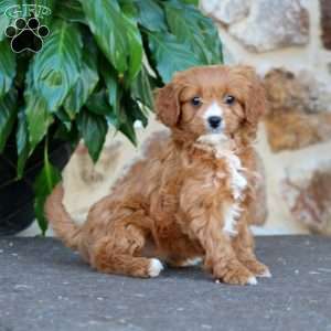 Alisha, Cavapoo Puppy