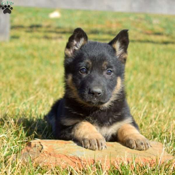 Allie, German Shepherd Puppy