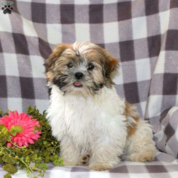 Allie, Mal-Shi Puppy