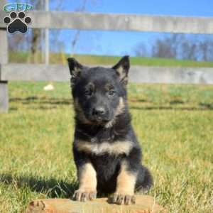 Allie, German Shepherd Puppy