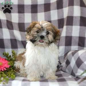 Allie, Mal-Shi Puppy