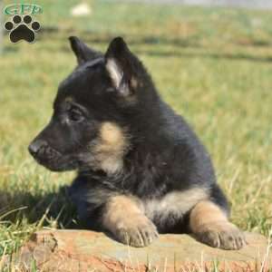 Allie, German Shepherd Puppy