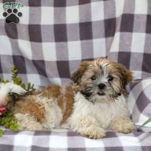 Allie, Mal-Shi Puppy