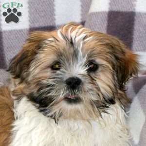 Allie, Mal-Shi Puppy