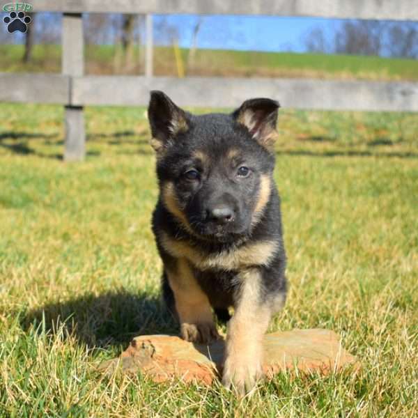 Almond, German Shepherd Puppy