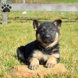 Almond, German Shepherd Puppy