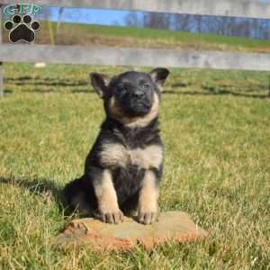 Almond, German Shepherd Puppy