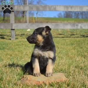 Almond, German Shepherd Puppy