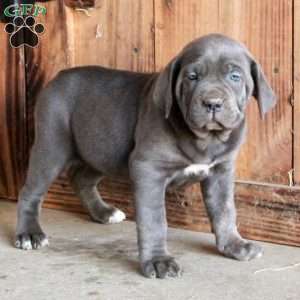 Amelia, Cane Corso Puppy