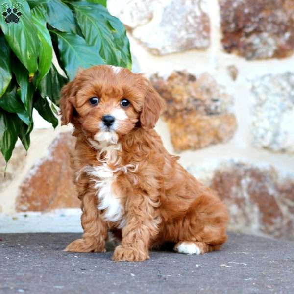 Amy, Cavapoo Puppy