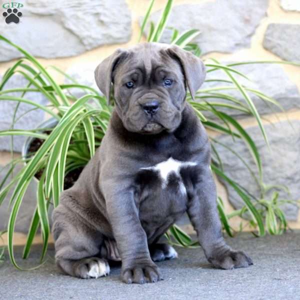 Amy, Cane Corso Puppy