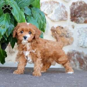 Amy, Cavapoo Puppy