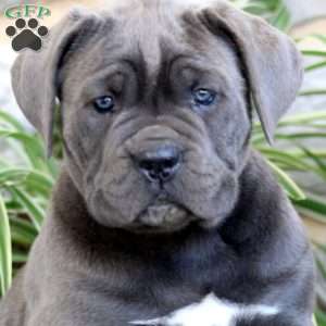 Amy, Cane Corso Puppy