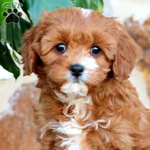 Amy, Cavapoo Puppy