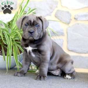 Amy, Cane Corso Puppy