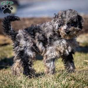 Ana, Cavapoo Puppy