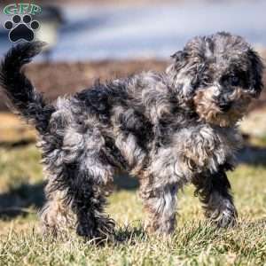 Ana, Cavapoo Puppy