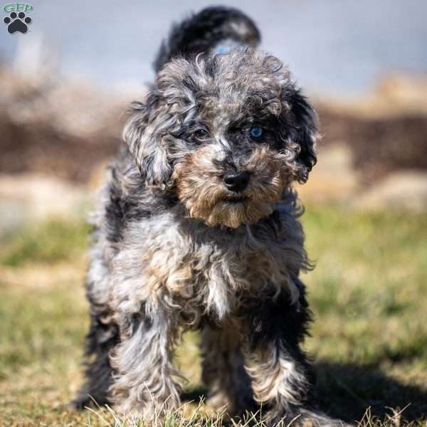 Ana, Cavapoo Puppy