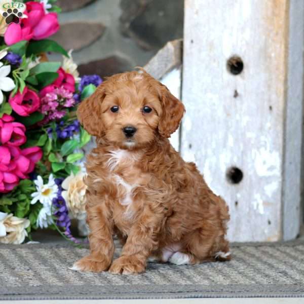 Andy, Cavapoo Puppy