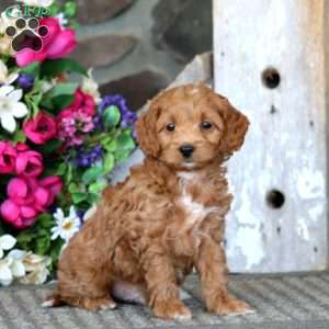 Andy, Cavapoo Puppy