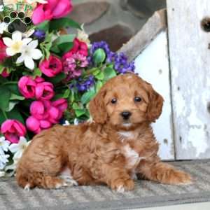 Andy, Cavapoo Puppy