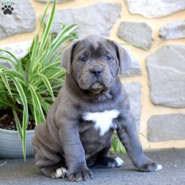 Angel, Cane Corso Puppy