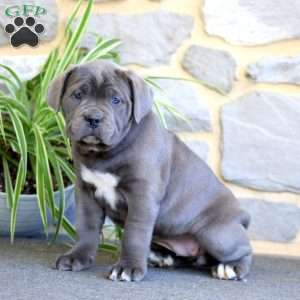 Angel, Cane Corso Puppy