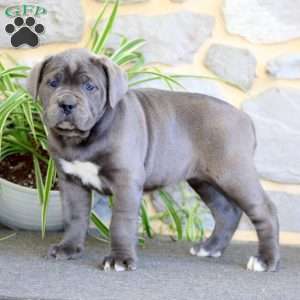 Angel, Cane Corso Puppy