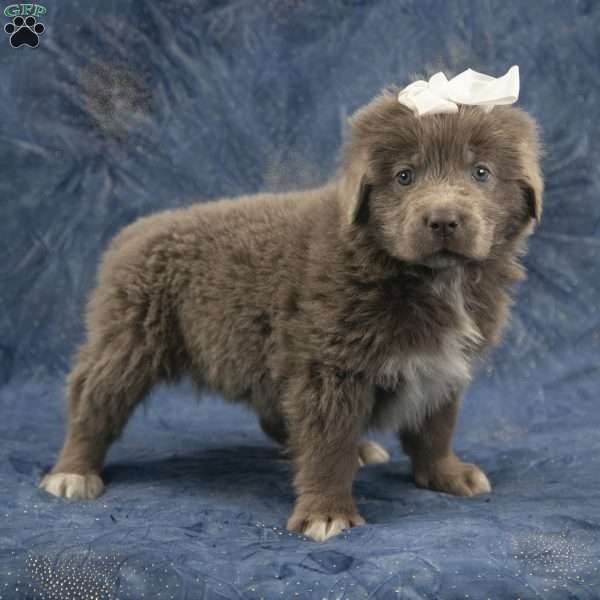Annie, Newfoundland Puppy