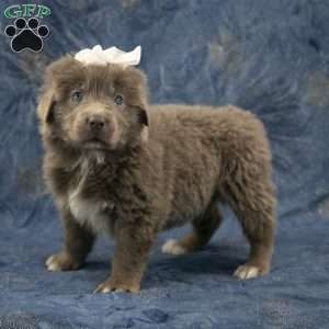 Annie, Newfoundland Puppy
