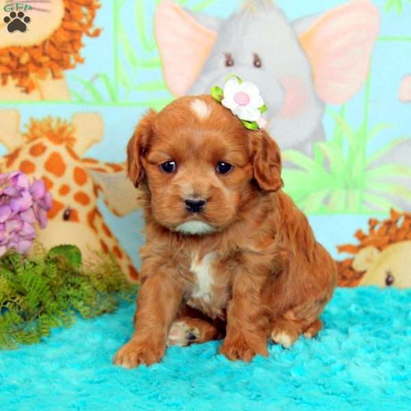 Annie, Cavalier King Charles Mix Puppy