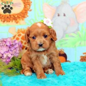 Annie, Cavalier King Charles Mix Puppy