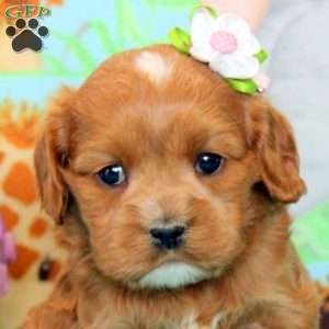 Annie, Cavalier King Charles Mix Puppy