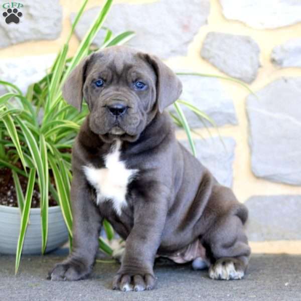 Annie, Cane Corso Puppy